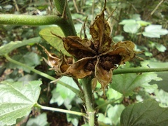 Hibiscus ovalifolius