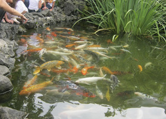 Cyprinus rubrofuscus
