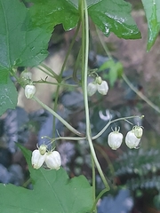Ceratiosicyos laevis