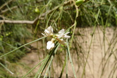 Retama monosperma