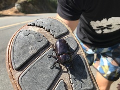Hemiphileurus