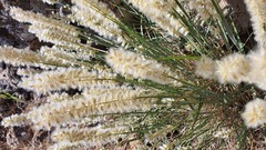 Melica persica