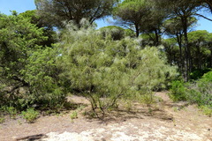 Retama monosperma