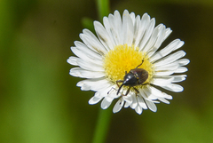 Odontocorynus umbellae