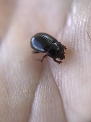 Hybosorus