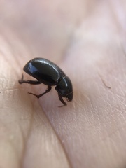 Hybosorus