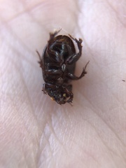 Hybosorus