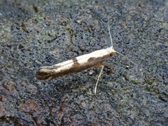 Argyresthia conjugella