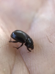 Hybosorus