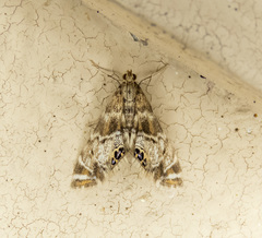 Petrophila confusalis
