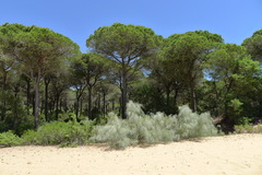 Retama monosperma