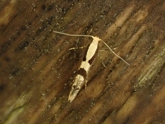 Argyresthia conjugella