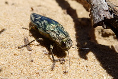 Chalcophora mariana massiliensis