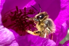 Apis mellifera