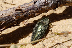 Chalcophora mariana massiliensis