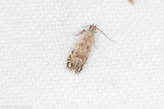 Battaristis nigratomella