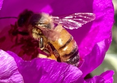 Apis mellifera