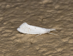 Euceratia castella