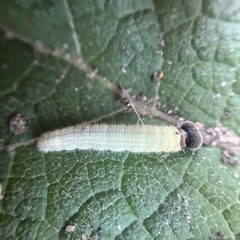 Staphylus hayhurstii