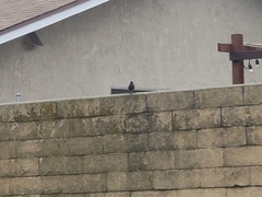 Sialia mexicana mexicana