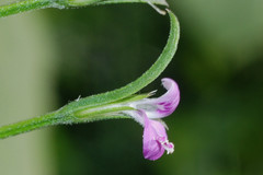 Dicliptera peduncularis