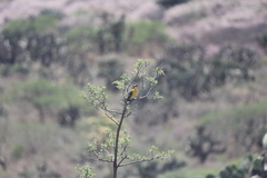 Icteria virens auricollis