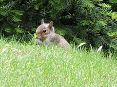 Sciurus carolinensis