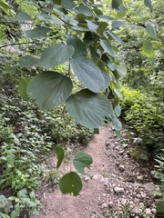 Celtis koraiensis