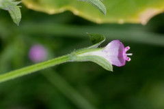 Dicliptera peduncularis