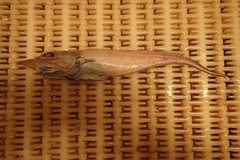 Trachyrincus murrayi