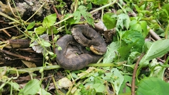 Gloydius ussuriensis