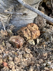 Callirhytis apicalis