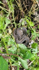 Gloydius ussuriensis