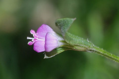 Dicliptera peduncularis