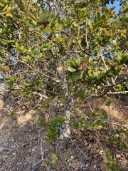 Callirhytis apicalis