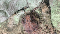 Bufo sachalinensis