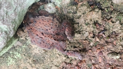 Bufo sachalinensis