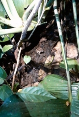 Leptodactylus poecilochilus