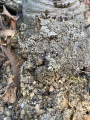 Callirhytis apicalis