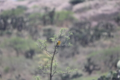 Icteria virens auricollis