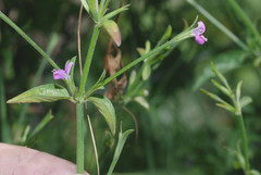 Dicliptera peduncularis