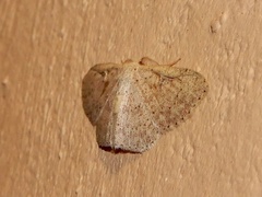 Perixera illepidaria