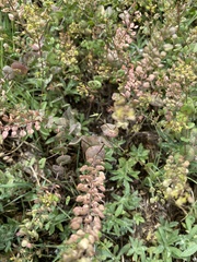 Lepidium perfoliatum