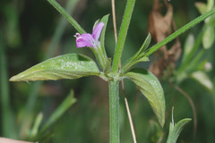 Dicliptera peduncularis