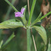 Dicliptera peduncularis - Photo (c) Dale Lee Denham-Logsdon, some rights reserved (CC BY-NC), uploaded by Dale Lee Denham-Logsdon