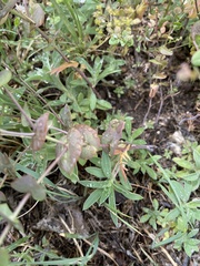 Lepidium perfoliatum