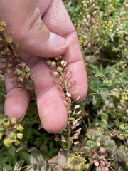 Lepidium perfoliatum