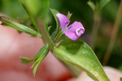Dicliptera peduncularis