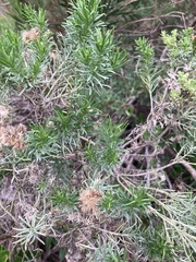 Olearia glutinosa