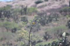 Icteria virens auricollis